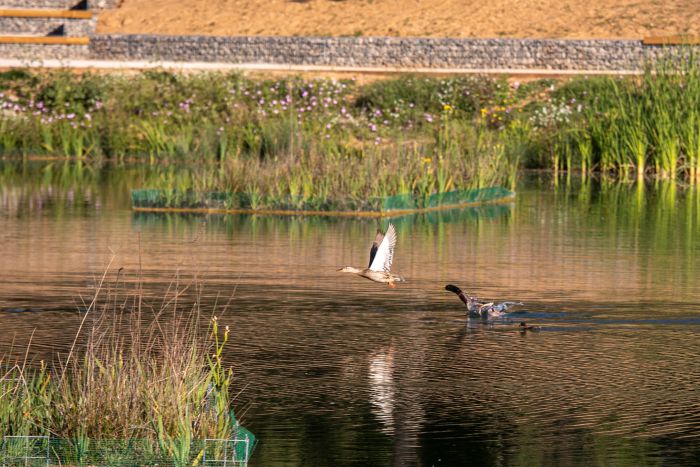 Ocells volant a l'estany