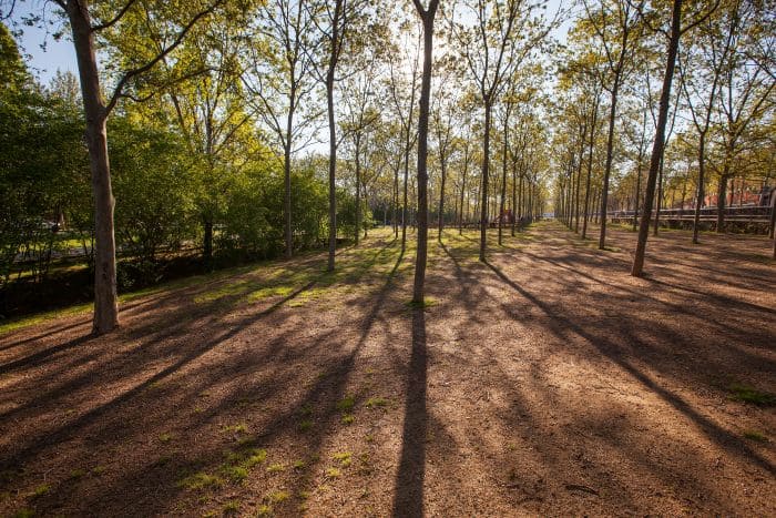 Arbres del Parc Central