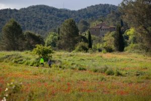 itineraris_a_peu Campo de amapolas