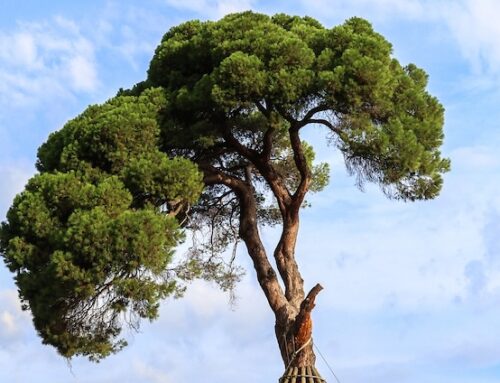 El Pino de Xandri, símbolo de Sant Cugat.