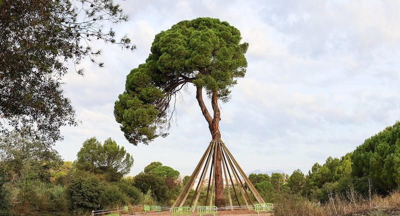 pino de chandri de san cugat del vallès