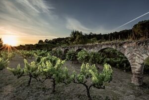 vins ecològics