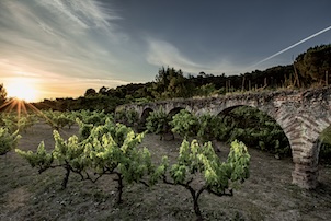 vinos ecologicos