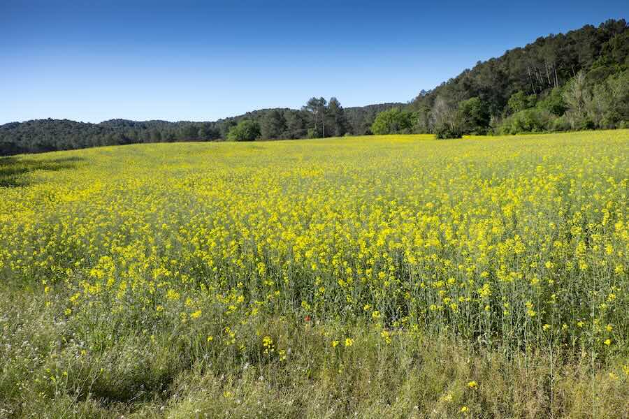Par de collserola florecido en primavera en torno a la Torre Negra