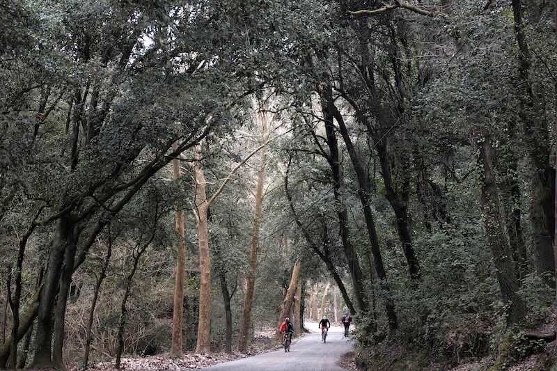 Collserola a la tardor