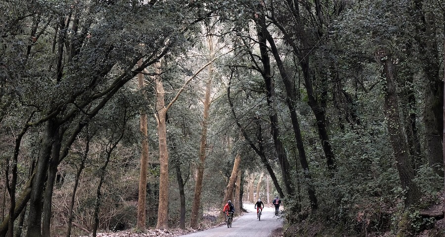 Collserola a la tardor