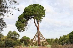 pi den xandri de sant cugat 