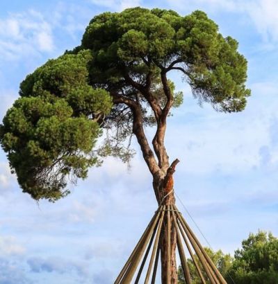 Pi d’en Xandri, le pin à pignons monumental 