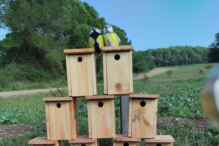 Casetes d'ocells i ocells