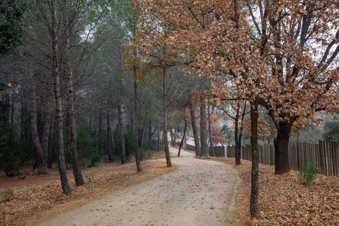 Bosc de Volpelleres a la tardor