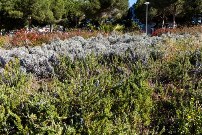 Plantes aromàtiques