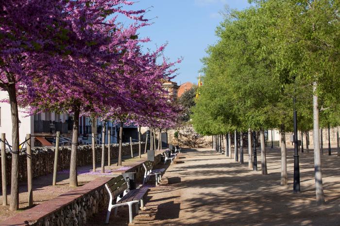 Paseo de árboles en bancos de los Jardines del Monasterio
