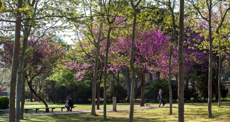Parc Central de Sant Cugat amb els arbres florits.
