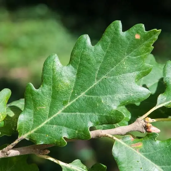 Fulla roure cerrioide