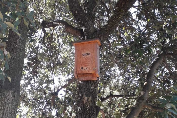 nius xots (1) Caixa niu de xot en un arbre